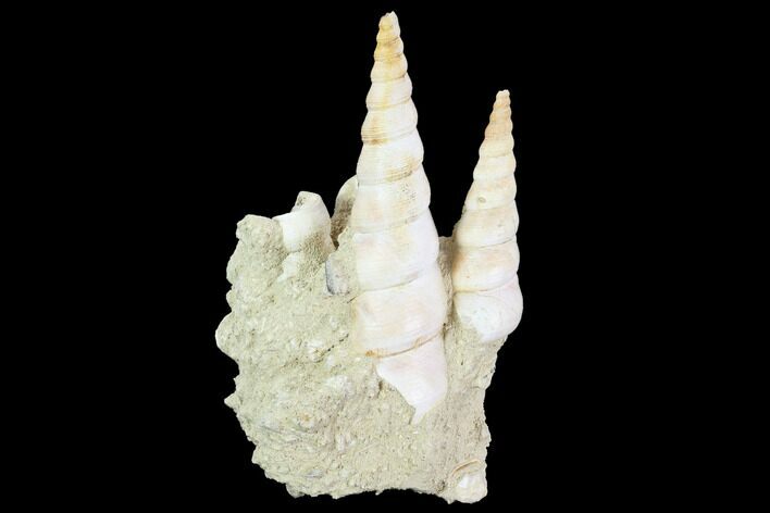 Fossil Gastropod (Haustator) Cluster - Damery, France #97776